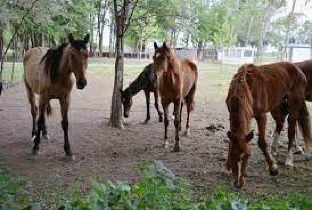 Treinta caballos rescatados en el refugio de Villa Mercedes