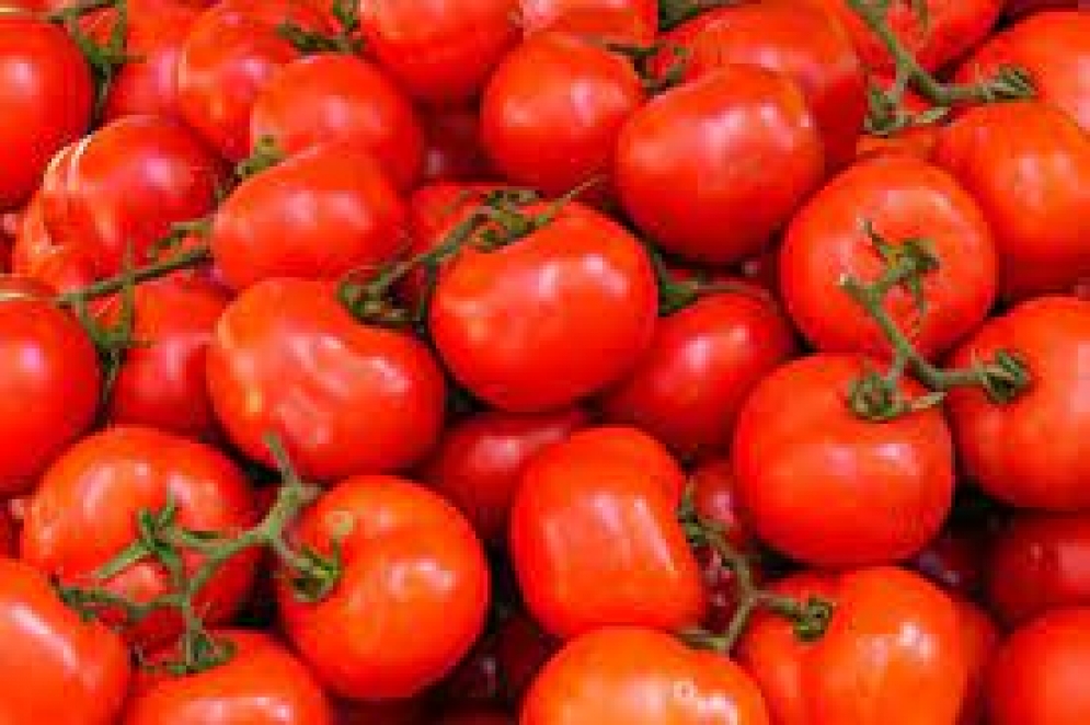 Alerta en todo el país por el virus rugoso del tomate